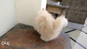 Persian kittens 2 months old long hair each 15k