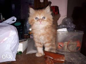 Persian kittens 80 Days genius quality a very