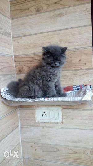 Persian kittens available now in aligarh with hometown