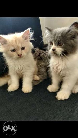 Persian kittens heavy fur top quality