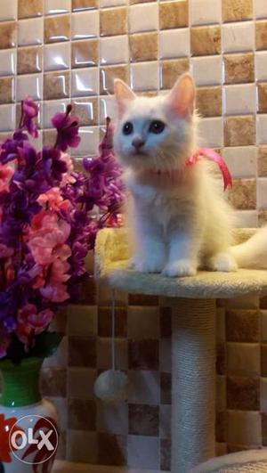 Persian kittens male and female available