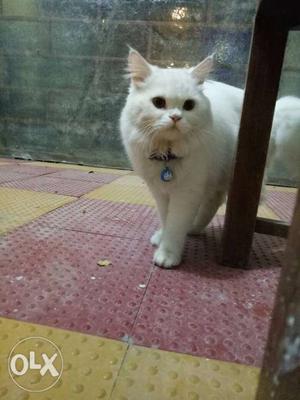 Persian male cat for meeting