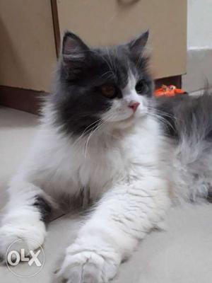 Persian male cat ready for mating