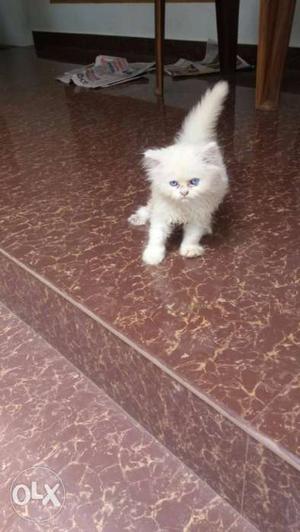 Persian punch face cat pure white & blue eye