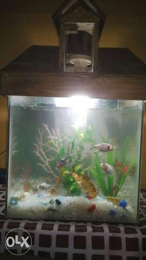 Phillips 4watt bulb +2 big fish 5 small fishes + fish tank +