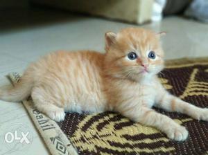 Pure Persian Cat Male of just 2 months old.