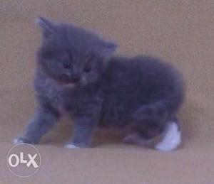 Pure Persian Cat/Kitten Blue and White Male 1