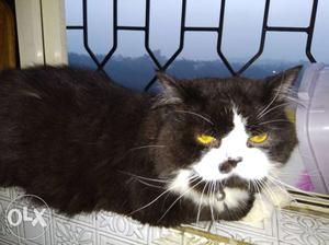 Pure breed male Persian cat of 1.5 years.