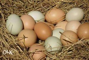 Pure country chicken egg each one 10 rupees (minimum)30eggs