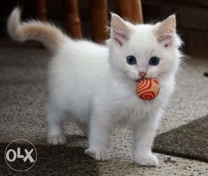 Pure white persion kitten fmale & potty trend
