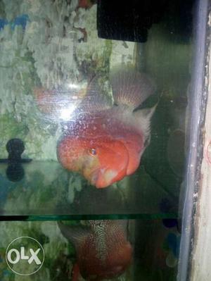 Red And White Flowerhorn Chichlid