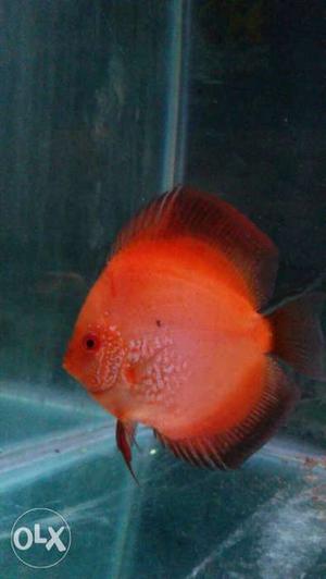 Red Discus Fish