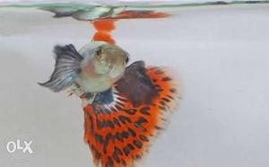 Red bigg ear guppys 200₹ only one pair