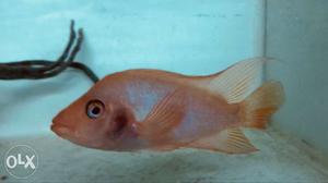 Red devil cichlid male and female for sale