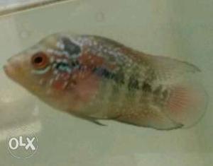 Red dragon flowerhorn fish fries for sale