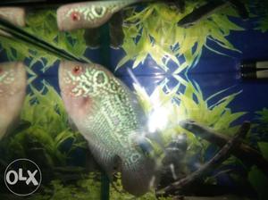 Red dragon flowerhorn for urgent sale with full