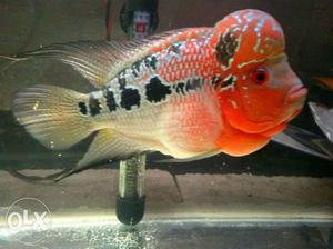 Red dragon flowerhorn very red, agresive, perfect