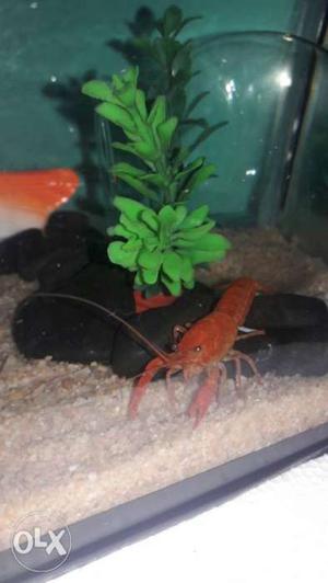 Red female crayfish