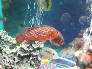 Red jewel cichlied fish... Size 4.5 inchs...