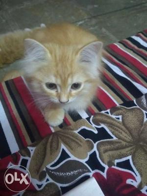 Semi persian kitten available in cheap