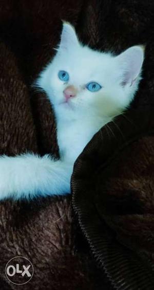 Semi persian kitten male blue eyes 2 months old