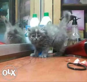 Semi punch Gray persian Kitten long fur