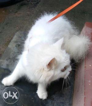 Semi punch female persian cat. pure white colour.