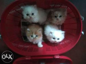 Semi punch kittens r available