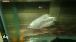 Silver Gourami Fish