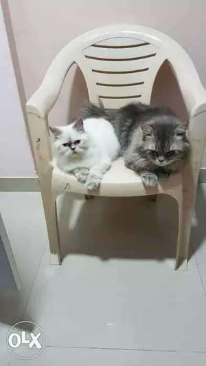 Sime punch female cat and male Persian Tabby cat
