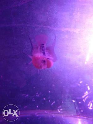 Srd Flowerhorn Cichlid Fish, 2.5inch with head poped,