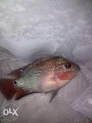 Srd Flowerhorn male 2.5 inches for sale head