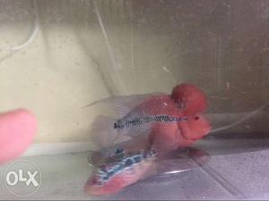 Srd impodat line Flowerhorn female for sale