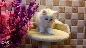 Sweet little persian kittens available