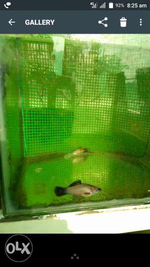 Sword tail fish (min 5 pairs) one pair 100 rupees