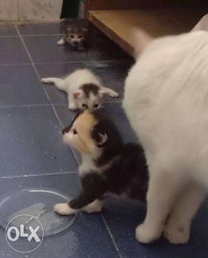 Three Kittens