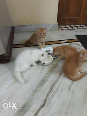 Three Orange Tabby Kittens And One White Kitten