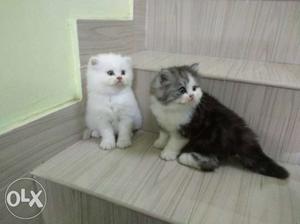 Toilet trainad male Persian cat very hlthy cut
