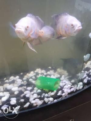 Two Albino Tiger Oscars