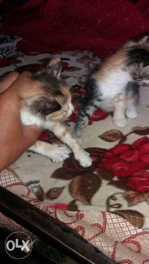 Two Short-coated Calico Kittens