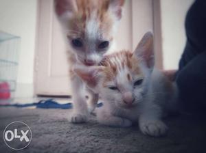 Two kittens