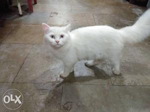 Two persian cats male and female pair. 5 months