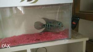 Urgent sale I want to sell my flower horn fish plz call me