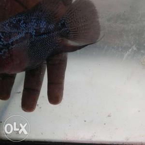 Very cheap price kml imported flowerhorn