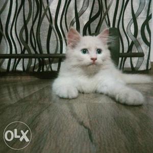Want to sell my persian kitten 3months old