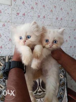 White Blueceye Semi Punch Kittens