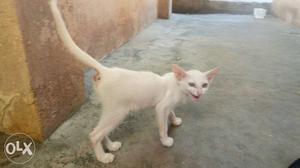White Cat indian Breed
