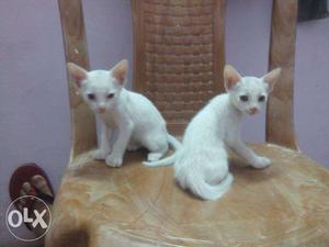 White Kitten pair .