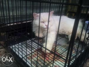 White Persian Cat