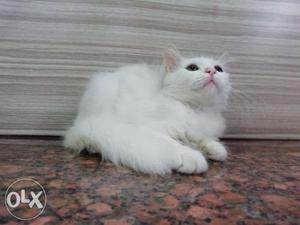 White Persian Kitten For Sale Cash On Delivery